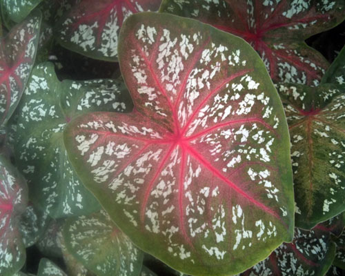 caladium thai star from agristarts caladium thai star from agristarts