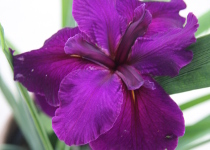 Iris 'Jeri' 