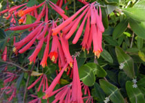 Lonicera sempervirens 'Honey Coral' 