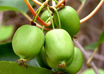 Actinidia arguta 'Issai' 