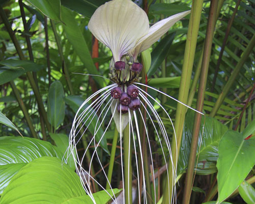 Tacca integrifolia