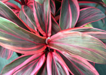 Cordyline terminalis 'Electra' 