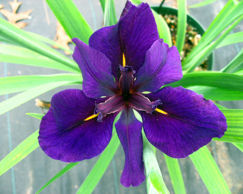Iris 'Full Eclipse' Louisiana Iris from AgriStarts