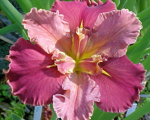 Iris 'Peaches and Wine' Louisiana Iris from AgriStarts