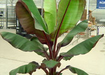 Ensete maurelii 'Red Abyssinian' 