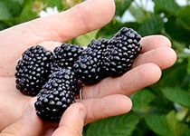 Rubus 'Prime - Ark® Freedom' 