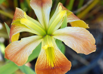 Iris 'Count Pulaski' 