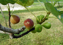 Ficus carica 'Brown Turkey' 