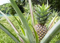 Ananas comosus 'White Jade' 