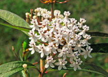 Asclepias perennis