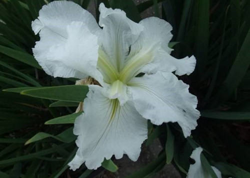 Iris 'Waihi Wedding' 