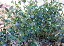 Vaccinium 'Sunshine Blue' 