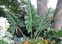 Alocasia 'Sarian' 