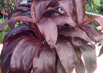 Cordyline terminalis 'Dr. Brown' 