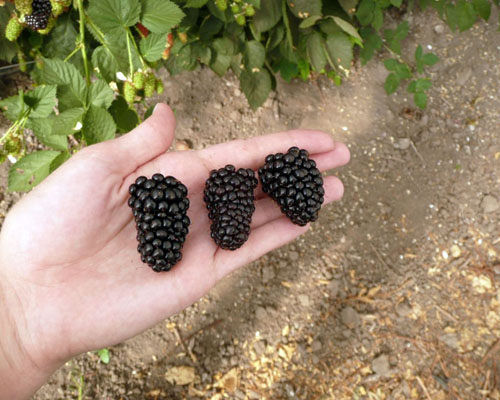 Rubus 'Prime - Ark® 45' Primocane Blackberry from AgriStarts