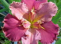 Iris 'Peaches and Wine' 