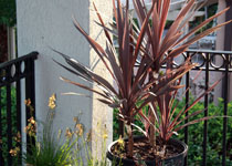 Cordyline australis 'Red Sensation' 