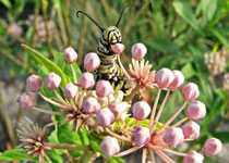 Asclepias incarnata