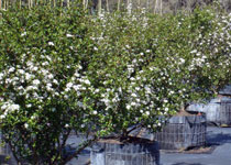 Viburnum obovatum 'Withlacoochee' 