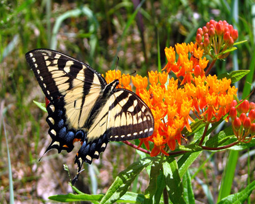 Asclepias tuberosa