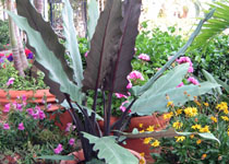 Alocasia lauterbaachiana