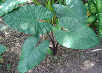 Alocasia plumbae 'Metallica' 