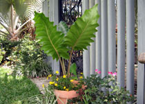 Alocasia 'Boa' 