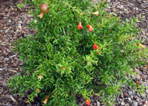 Punica granatum 'Dwarf Red' 