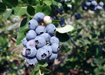 Vaccinium 'Emerald' 