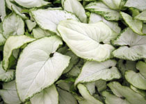 Syngonium 'Holly M' 