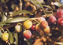 Olea europea 'Arbequina' 