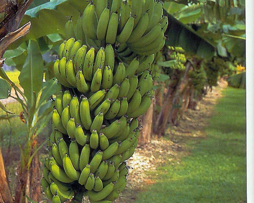 Musa 'Gran Nain' Banana from AgriStarts