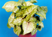 Syngonium 'Cream Allusion' 