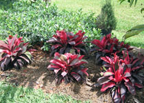 Cordyline terminalis 'Ruby' 