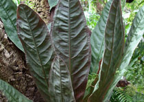 Anthurium superbum