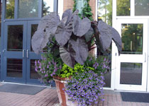 Colocasia esculenta 'Diamond Head' 