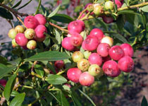 Vaccinium 'Pink Lemonade' 