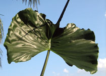 Alocasia 'Stingray' 