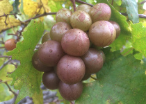 Vitis 'Carlos' 