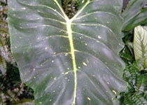 Alocasia 'New Guinea Gold' 