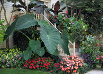 Colocasia esculenta 'Jack's Giant' 