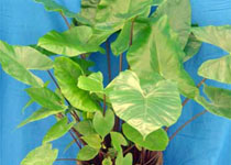 Alocasia macrorrhiza 'Black Stem' 