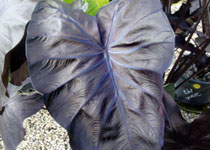 Colocasia esculenta 'Black Coral' 