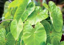 Colocasia esculenta 'Maui Gold' 