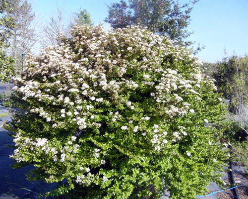 Viburnum obovatum 'Everleaf' 