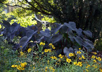 Colocasia esculenta 'Midnight' 