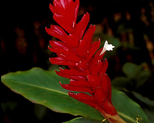 Alpinia purpurata 'Dwarf Red' from AgriStarts