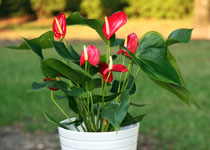 Anthurium 'Red Sensation' 