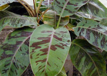 Musa sumatrana x cross 'X' 