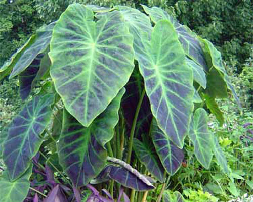 Colocasia antiquorum 'Illustris' Taro from AgriStarts